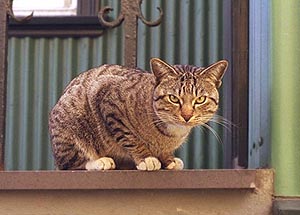 Icelandic cat on volcano watch